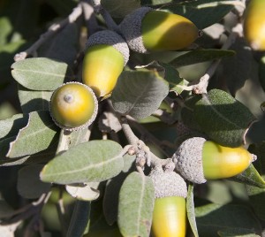 670px-Quercus_rotundifolia_acorns_Croatia-Tony-Hisgett-Wikimedia-Commons-CC-by-2